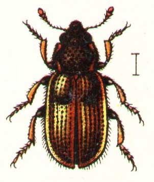 Laricobius erichsonii