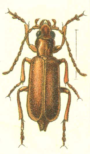 Nacerdochroa caspica