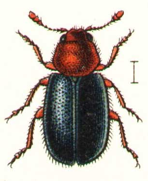 Opetiopalpus scutellaris