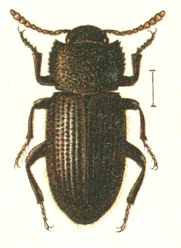 Pachypterus mauritanicus