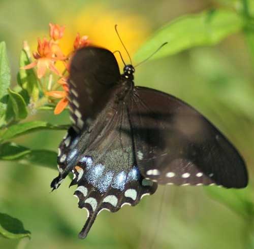 Papilio (Pterourus) troilus