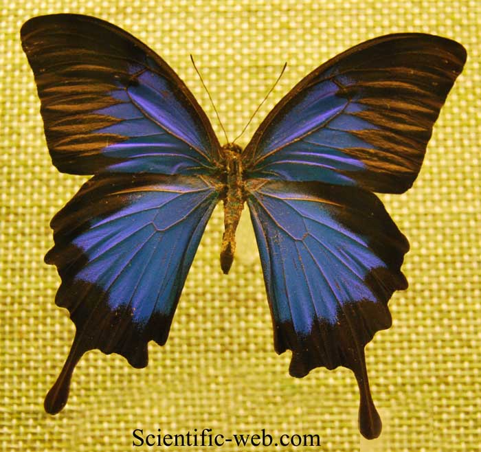 Papilio (Achillides) ulysses