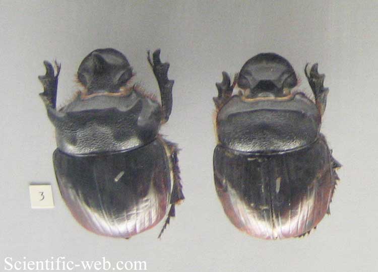 Scarabaeidae