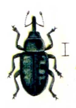 Smicronyx jungermanniae