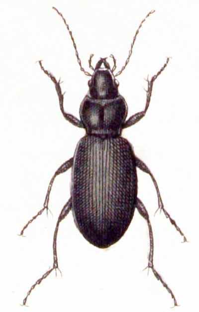 Sphodrus leucophthalmus
