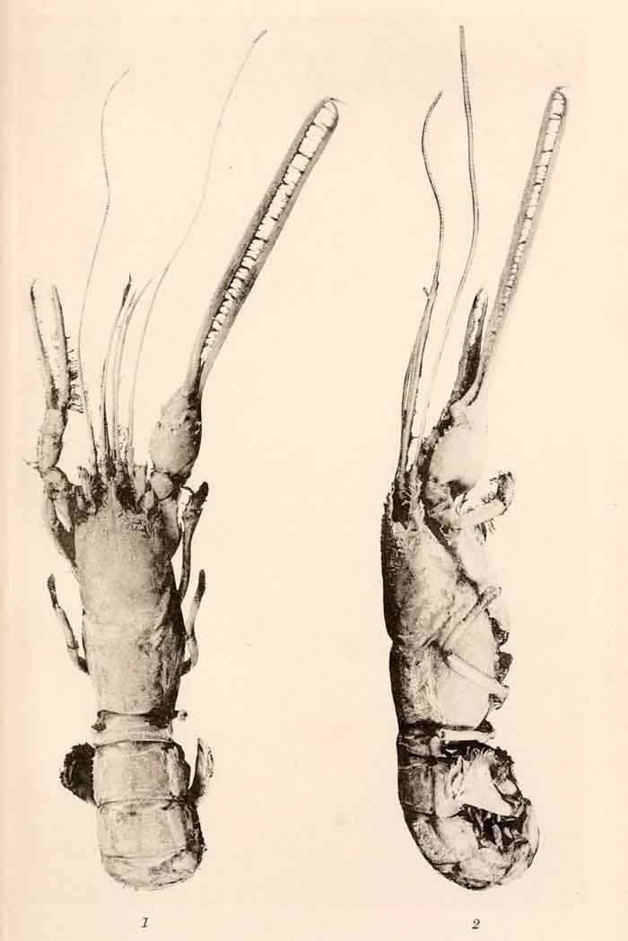 Thaumastocheles zaleucus