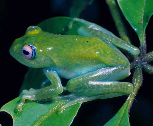 Boophis andreonei