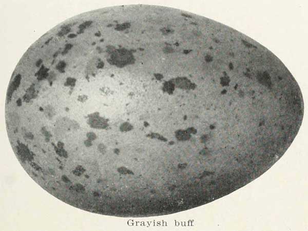 Larus marinus egg
