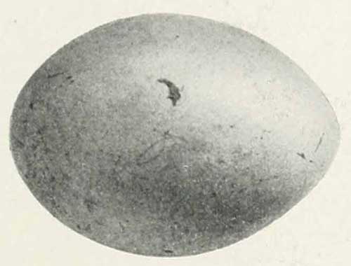Podiceps auritus auritus egg