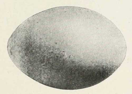 Podiceps nigricollis egg