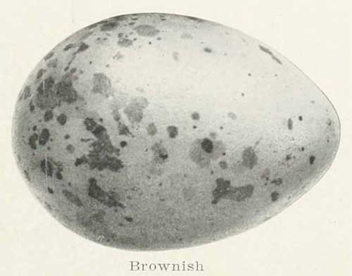 Stercorarius parasiticus egg