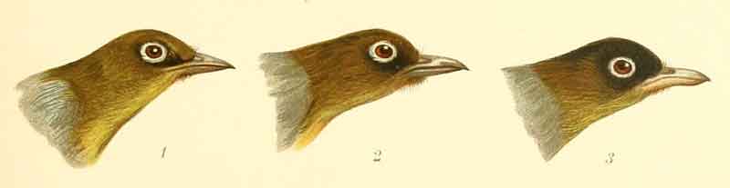 Zosterops lateralis