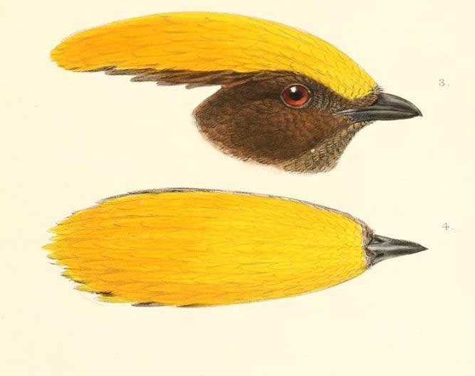 Amblyornis flavifrons
