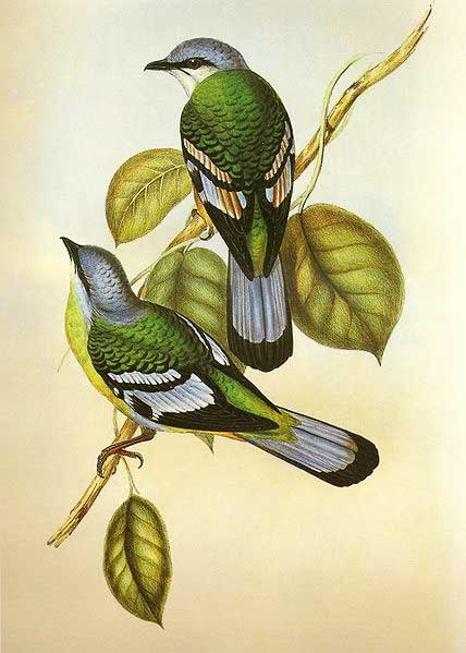 Cochoa viridis