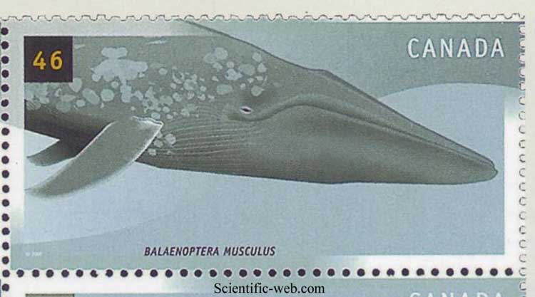 Balaenoptera musculus