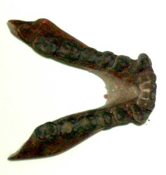 Pliopithecus antiquus