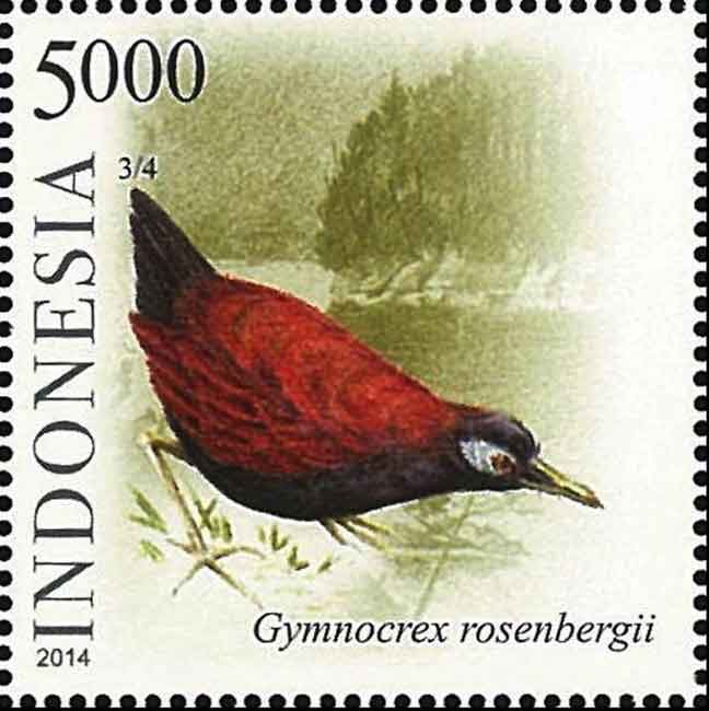 Gymnocrex rosenbergii