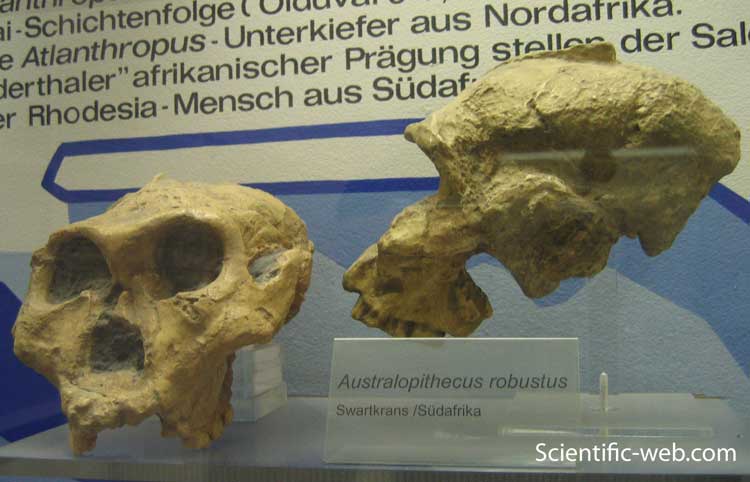 Paranthropus robustus, Australopithecus robustus