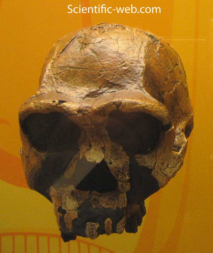 Homo erectus / Homo ergaster, KNM ER 3733