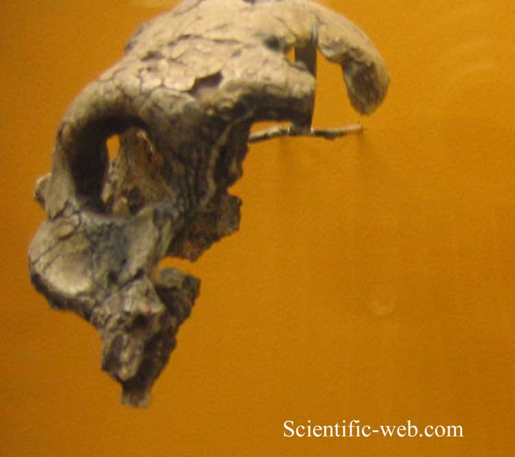 Paranthropus boisei KNM ER406