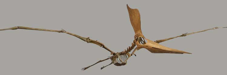 Pteranodon sternbergi 