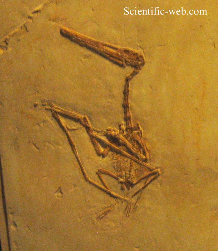 Pterodactylus kochi