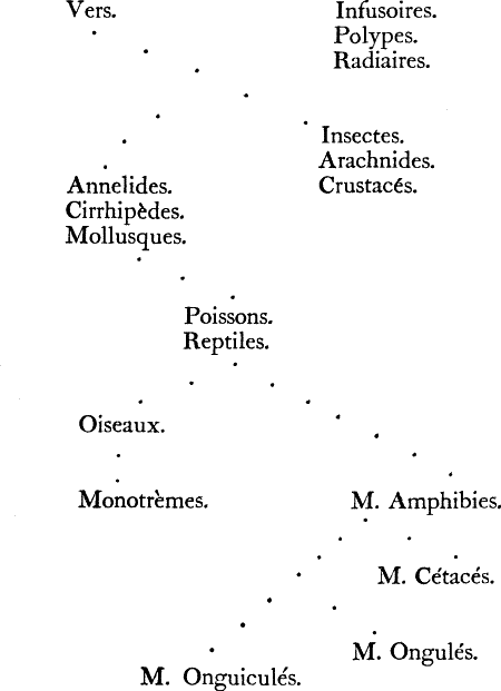 At the top, Infusoires, Polypes and Radiares. Beside, Vers. From Vers, two groups of 3: Insectes, Arachnides and Crustacés; and Annelides, Cirrhipèdes and Mollusques. From the latter, Poissons and Reptiles. From those, Oiseaux, and then Monotrèmes. Also from Reptiles, M. Amphibies. From there, separate branches to M. Cétacés, M. Ongulés, and M. Onguiculés.