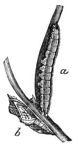 14. a Larva, b chrysalis of a butterfly.