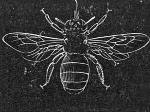 19. Carpenter Bee.