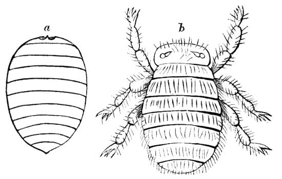 33. Bee Louse and Larva.