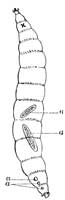 66. Viviparous gall larva.