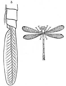 129. Agrion; b, False Gill of Larva.