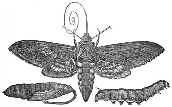 239. Sphinx 5-maculata, Larva and Pupa.