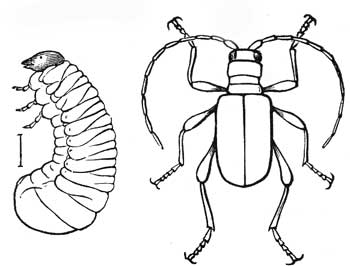 243. Ptinus and Larva.