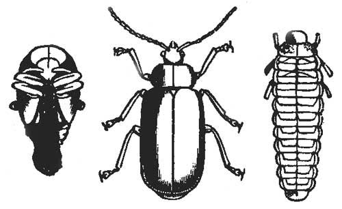 Larva, pupa, and adult of a Leaf Beetle (Galeruca).
