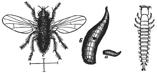 42. Onion Fly and Maggot. 43. Larva of Beetle.