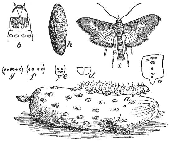 46. Pickle Worm and its Moth.