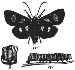 49. Eight-spotted Alypia and Larva.