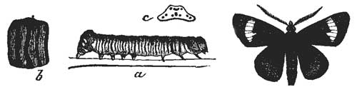 51. Larva of Psychomorpha.