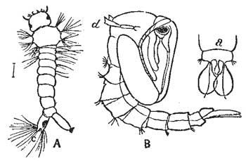 62. Larva and Pupa of the Mosquito.