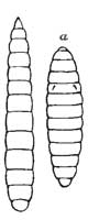 85. Larva; a, Pupa-case of House fly.