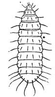 87. Larva of a Sargus-like fly