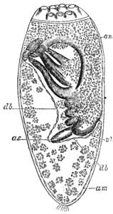 114. Embryo of the Louse.