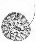 Glenodinium cinctum