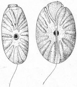 Amphidinium operculatum