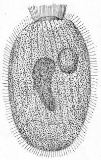 Lacrymaria coronata