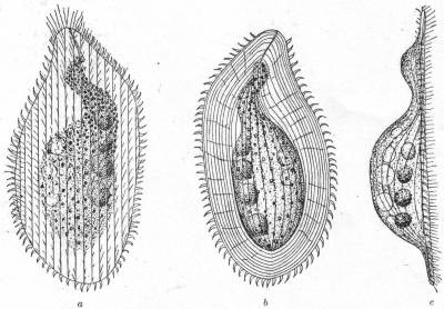 Loxophyllum setigerum, var. armatum. a, b, c, ventral, dorsal, and lateral aspects.