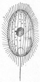Uronema marina