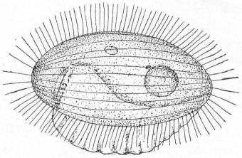 Pleuronema chrysalis