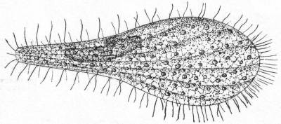 Anoplophrya branchiarum